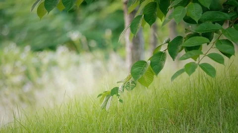 Grass on Windy Hill, Rack Focus Stock Footage 96328721
