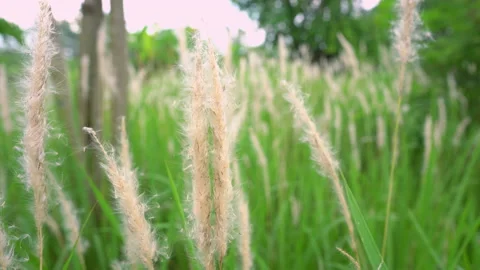 Grass on windy of nature on daytime Vidéo 174988777
