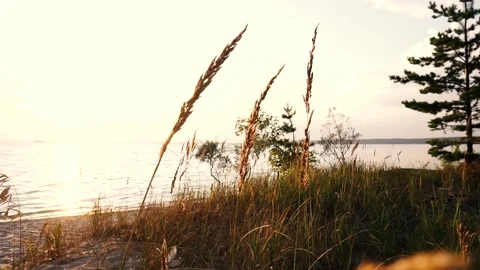Grass on windy shores Stock Footage 137750749