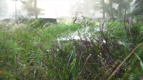 Grass in Winter with Falling Snow, Snowfall on Dry Blades Stock Footage 330281380