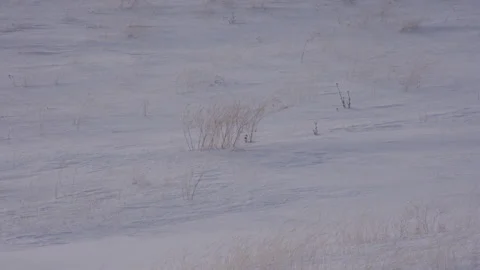 Grass in a winter field with snow Stock Footage 165514971