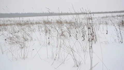 Grass in winter, snow, field, wind, Stock Footage 101681450