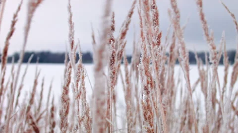 Grass in winter wind Stock Footage 55434366