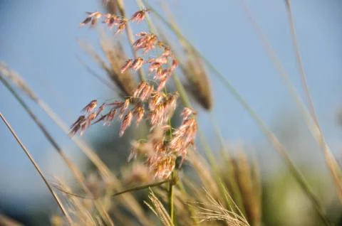 Grass within the background of a clear sky Stock Photos