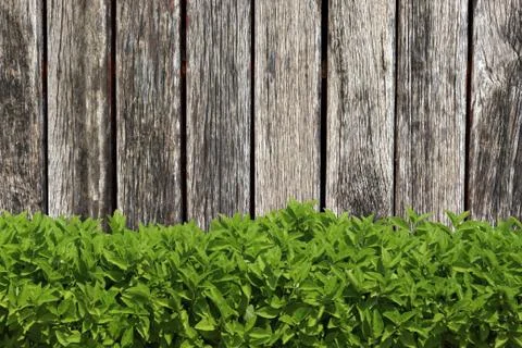 Grass on wood background Stock Photos