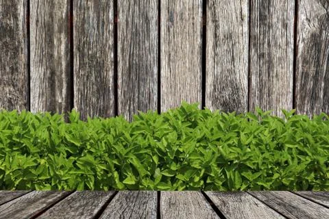 Grass on wood background Stock Photos