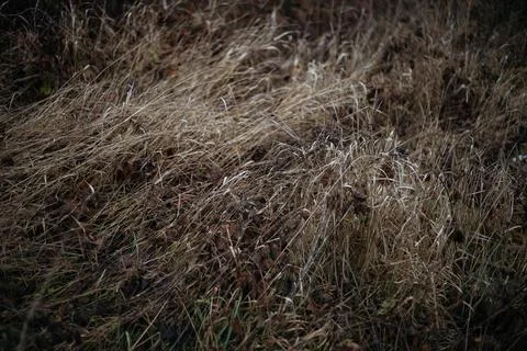 Grass in the woods Stock Photos