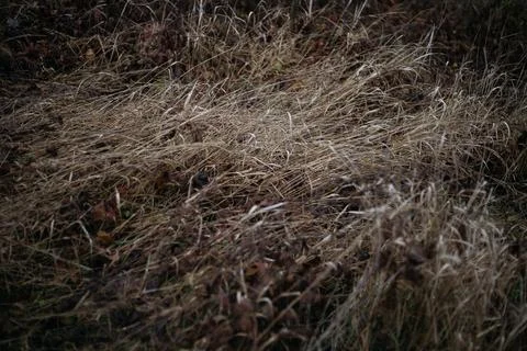 Grass in the woods Stock Photos