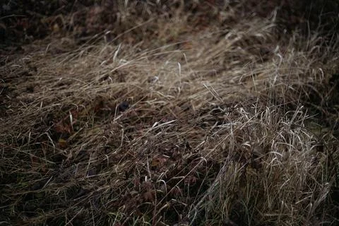 Grass in the woods Foto stock