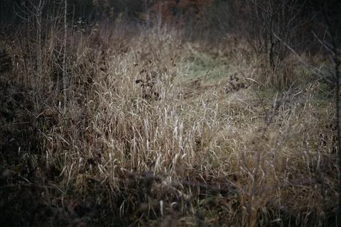 Grass in the woods Stock Photos