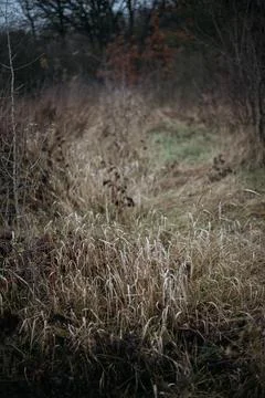 Grass in the woods Stock Photos