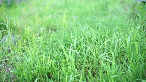 The grass in the yard is blown 스톡 동영상 156367575