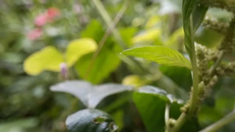 The grass in the yard is blown by the wind Stock Footage 219845694