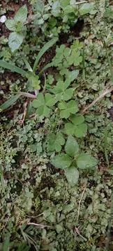 Grass in the yard Foto stock