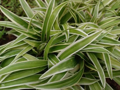 Grass in the yard Foto stock