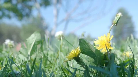 Grass with yellow dandelion Stock Footage 113828001