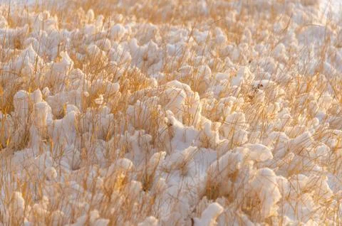 Grass yellow from under the snow winter landscape Stock Photos