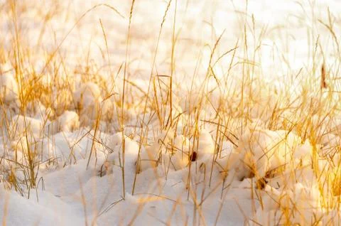 Grass yellow from under the snow winter landscape Foto stock