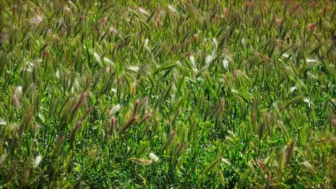 Grass zoom in Stock Footage 89748862