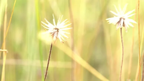 Grass01 Stock Footage 147507960