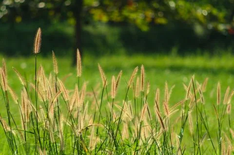 Grass04 (1 of 1) Stock Photos