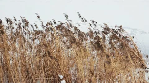 Grass1 库存影片 10811351