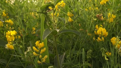Grass1 Stock Footage 134009637