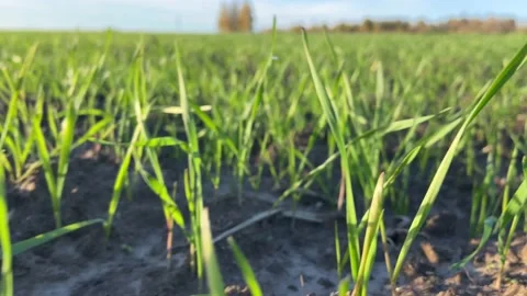 Grass(1) Stock Footage 226121391