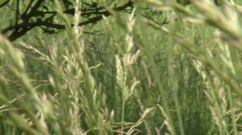 Grass1080  Video stock 151517