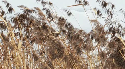 Grass2 库存影片 10811417