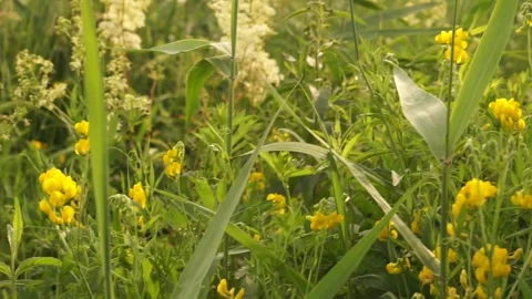 Grass2 Stock Footage 134010044