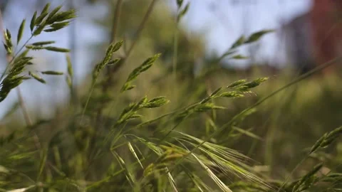 Grass2 Stock Footage 138562892