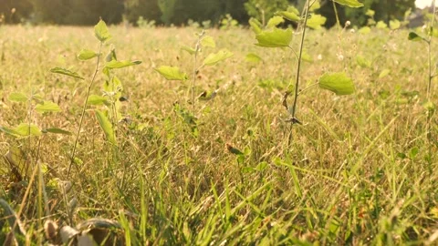 Grass2 Stockbeeldmateriaal 173700919