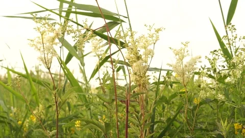 Grass3 Stock Footage 134009693