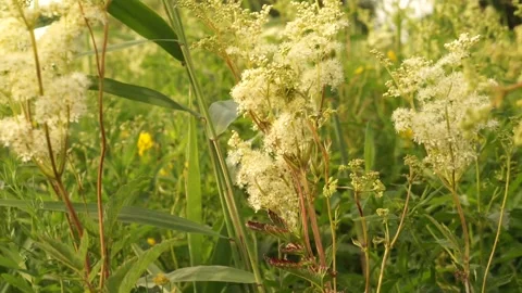 Grass4 Stock Footage 134009737