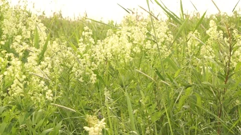 Grass5 Stock Footage 134010305
