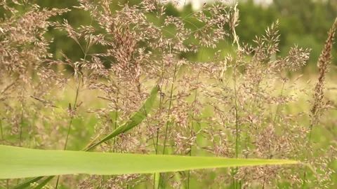 Grass6 Stock Footage 134009963