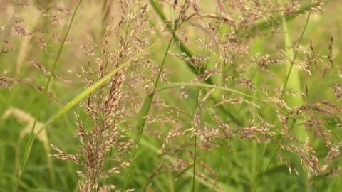 Grass7 Stock Footage 134010080
