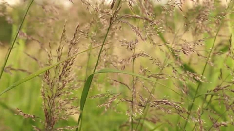 Grass8 Stock Footage 134010052