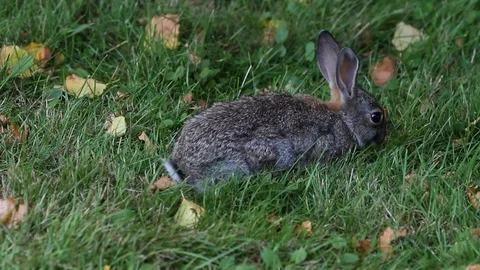 Grass_rabbit Video stock 94057641