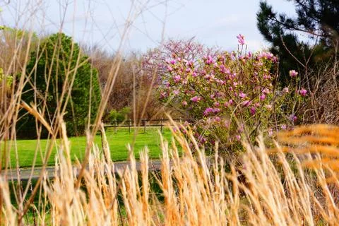 GrassAndBlossoms Stock Photos