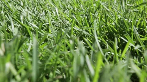 GrassAntsPerspective.mp4 Stock Footage 10980376