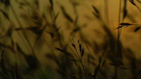 GrassBlowing GoldenLight 0018NP 스톡 동영상 545962