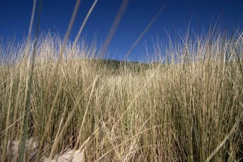 Grasscovered side Stock Photos