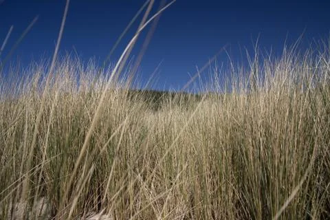 Grasscovered side Stock Photos