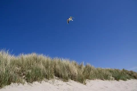 Grasscovered side 스톡 사진