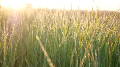 GrassDew Stock Footage 145090594