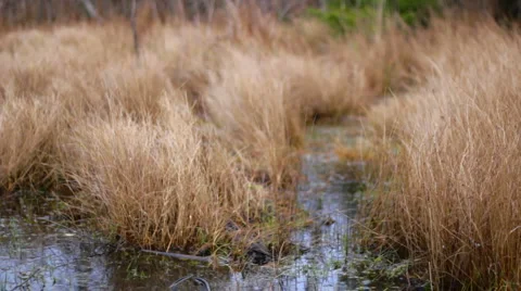 Grasses 01 - windy autumn day Stock Footage 1025829