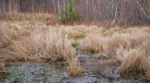 Grasses 02 - windy marsh Stock Footage 1025601