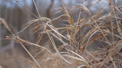 Grasses 04 - Blade in the wind Stock Footage 1025239